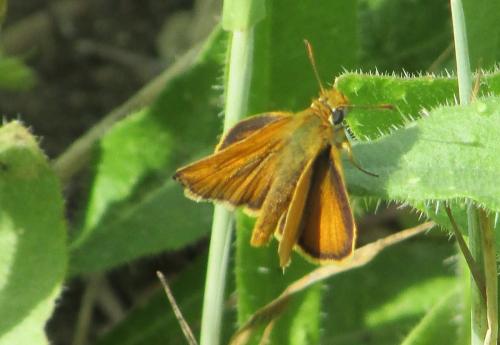 Réf. 195 370 : Thymelicus acteon